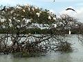 25 - Mangrove 052